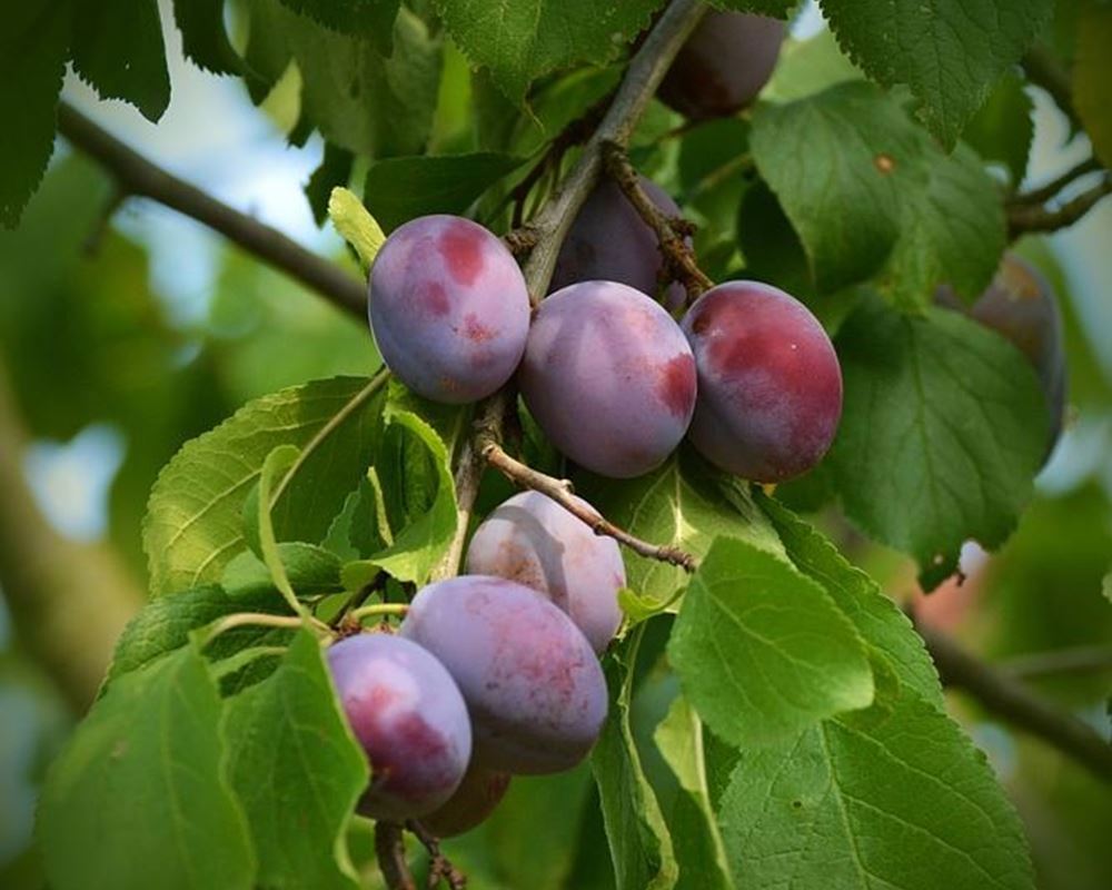 Plum, UK