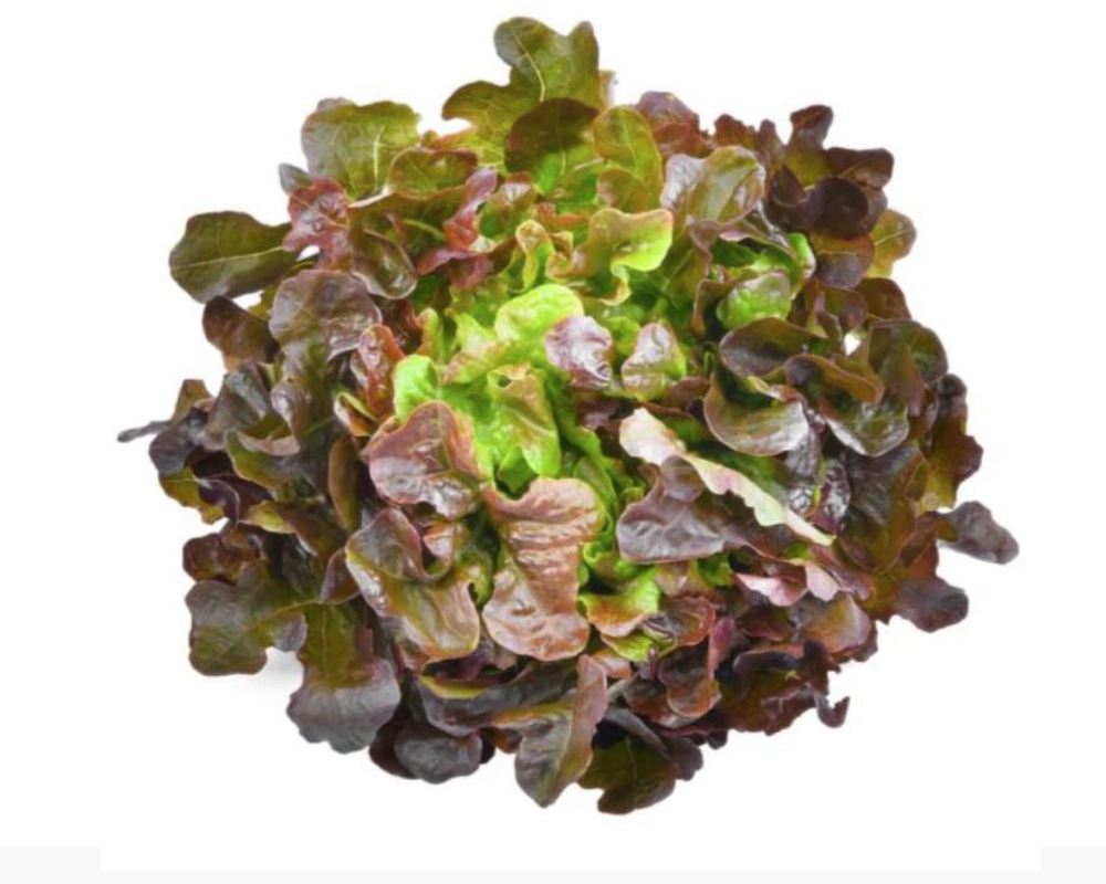 Lettuce: Oak Red