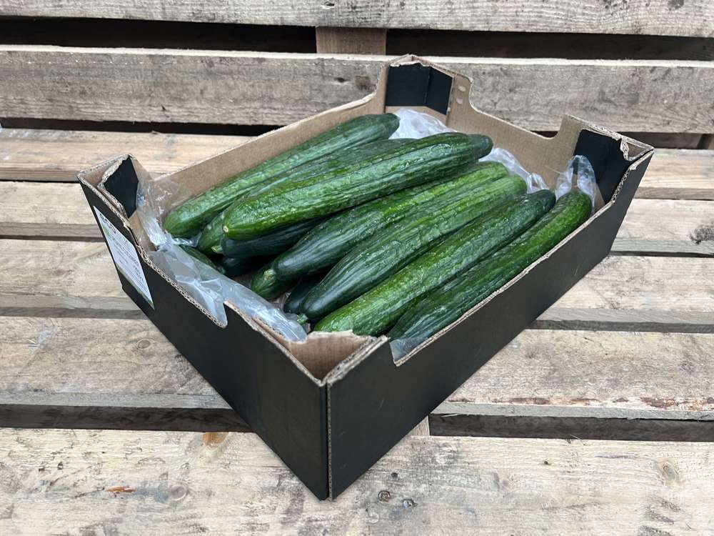 Organic Cucumber Small