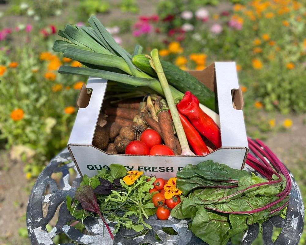 Salad & Vegetable Box - Medium