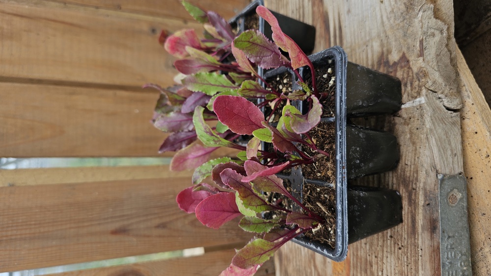 ( Plugs x6) Beetroot - Cylindra (Own Grown)