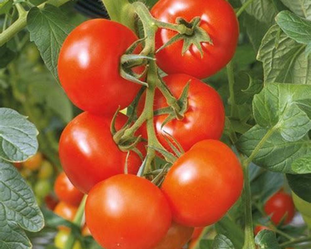 Tomatoes cherry