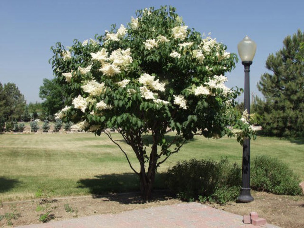 Lilac, Japanese - multiple stem (see description)