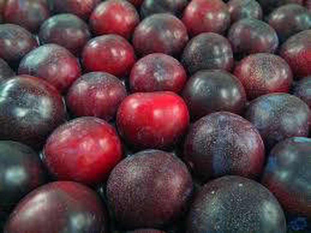 Plum