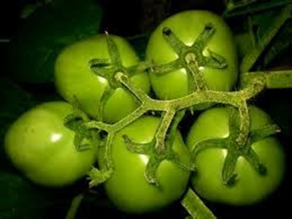 Tomatoes - Green For Chutney - (Own Grown) (1 kg)