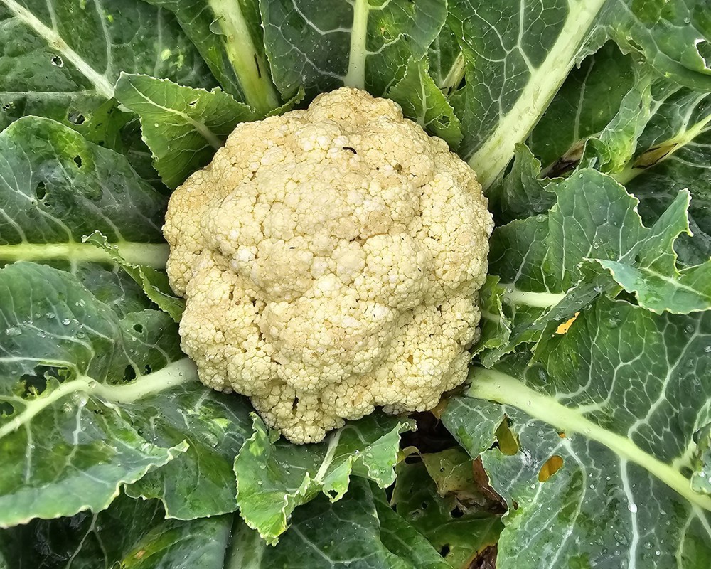 Cauliflower