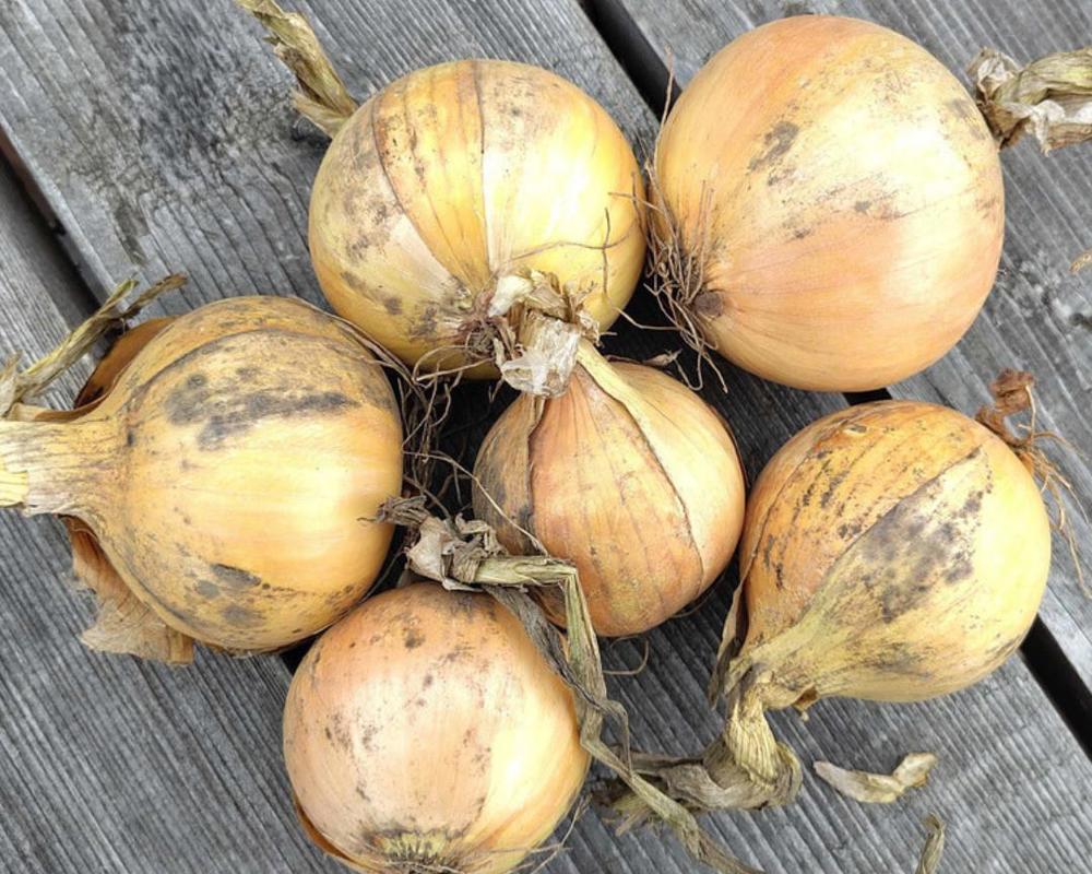 Onions