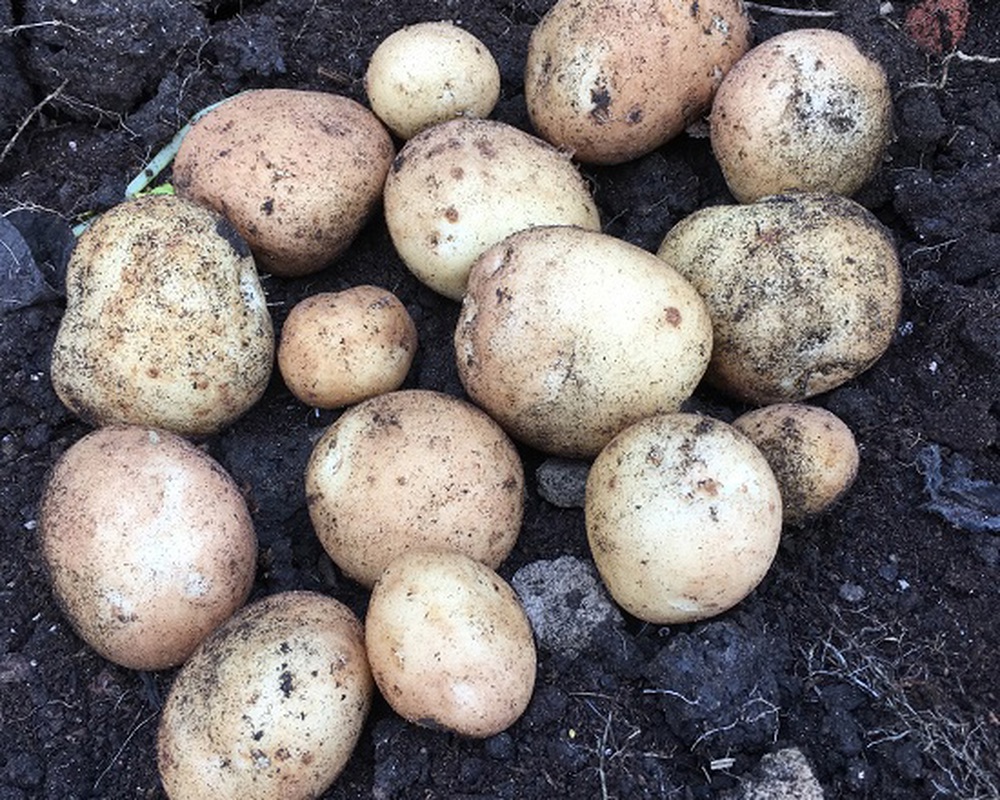 Potato (Casablanca) New