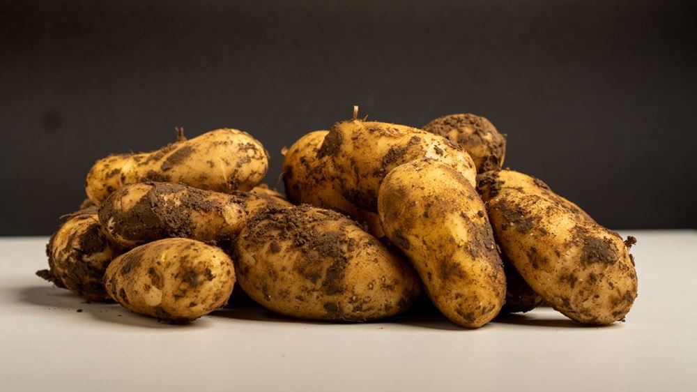 New potatoes (Charlotte)