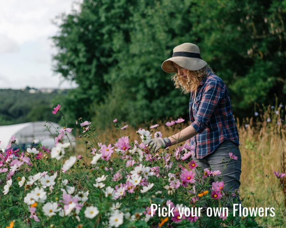 Pick Your Own Flowers Voucher (2025)