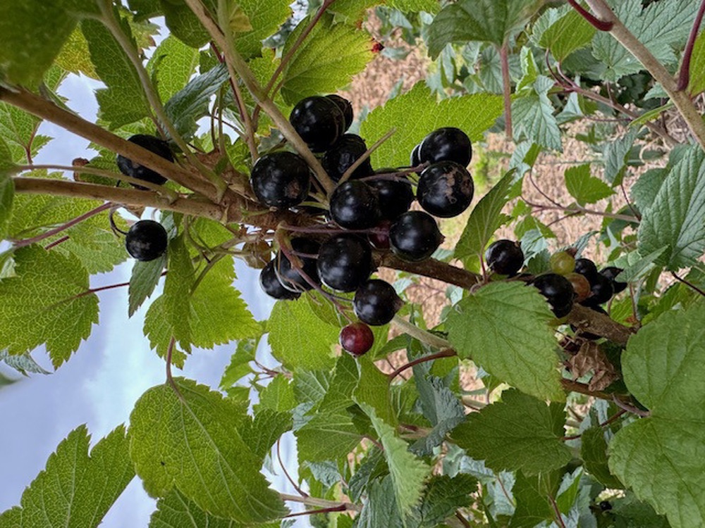 Black Currants