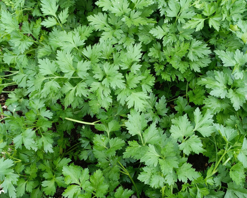 Parsley Flat Leaf