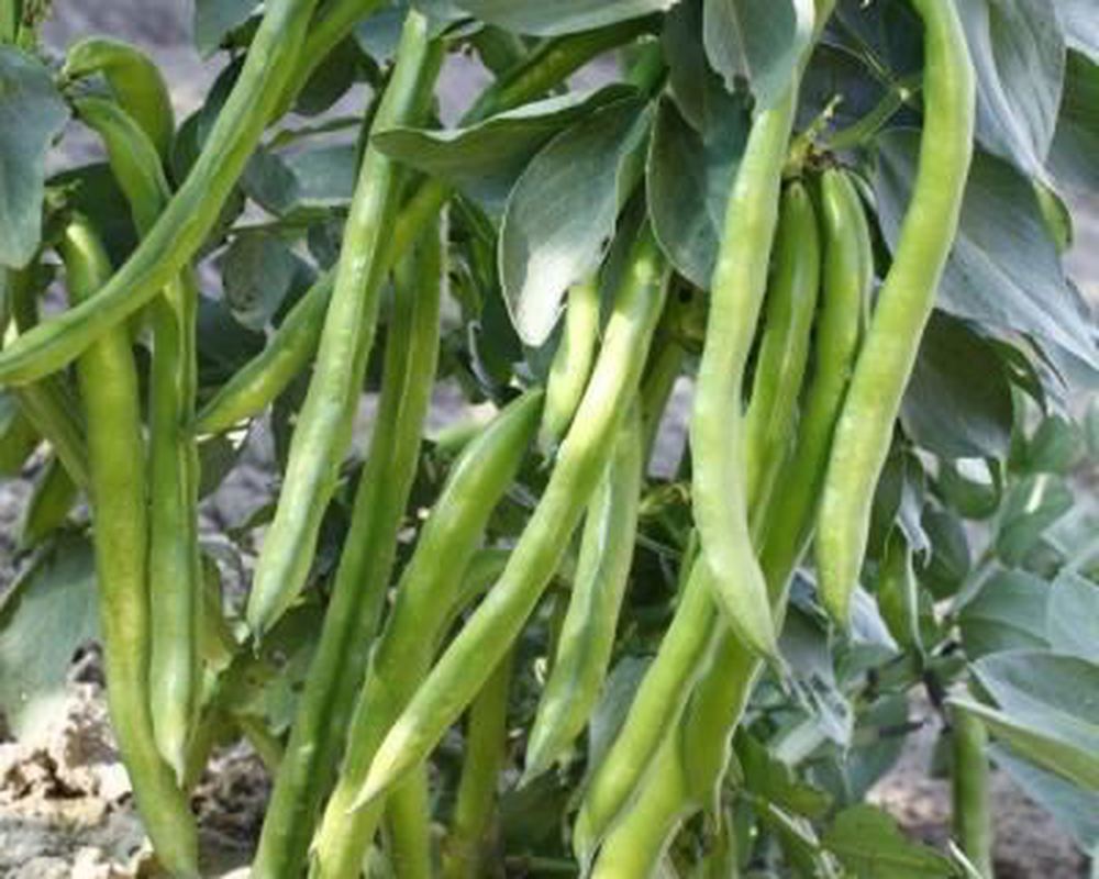 Beans - Broad 250g