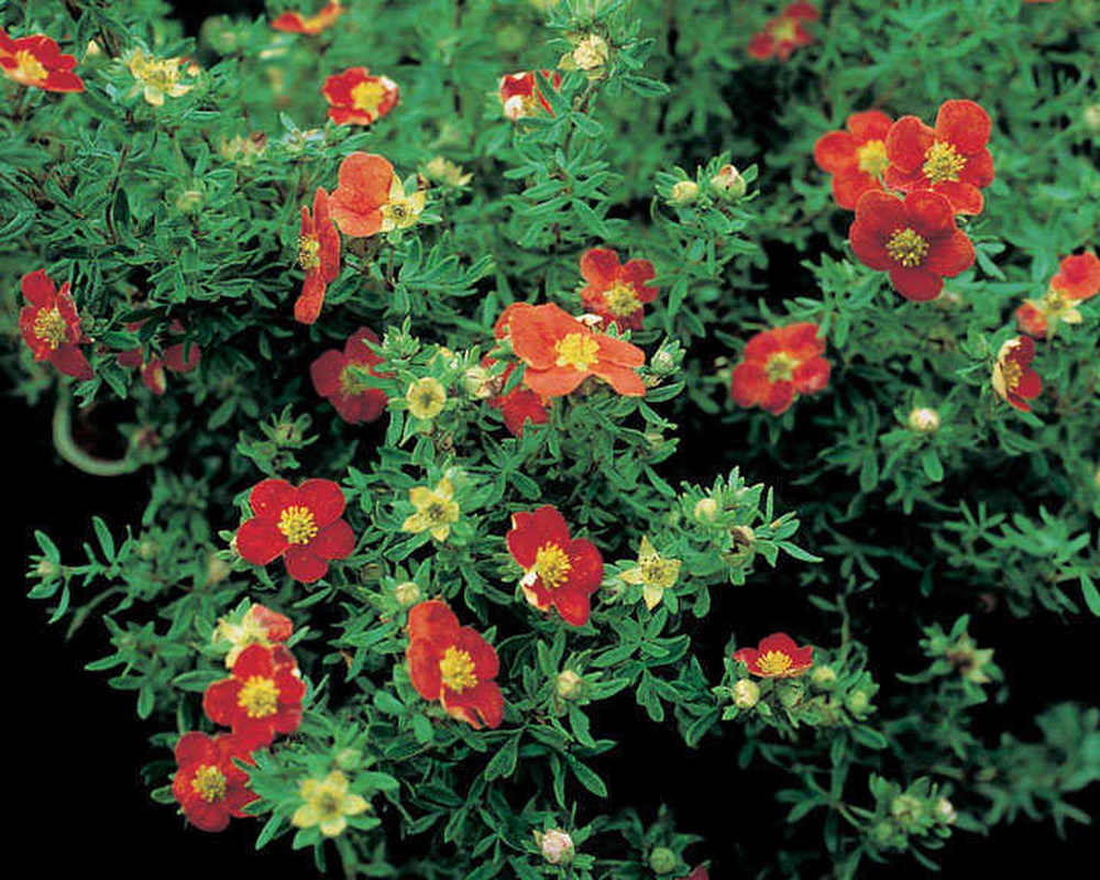 Potentilla - uncommon varieties