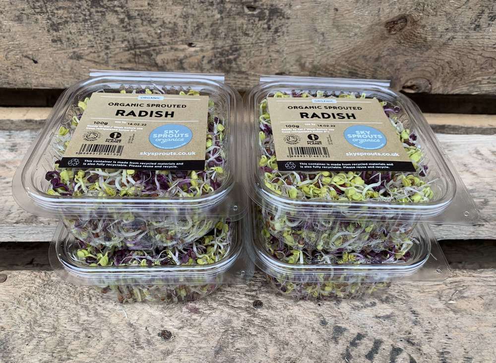 Microgreens - China Rose Radish (Herefordshire, UK)