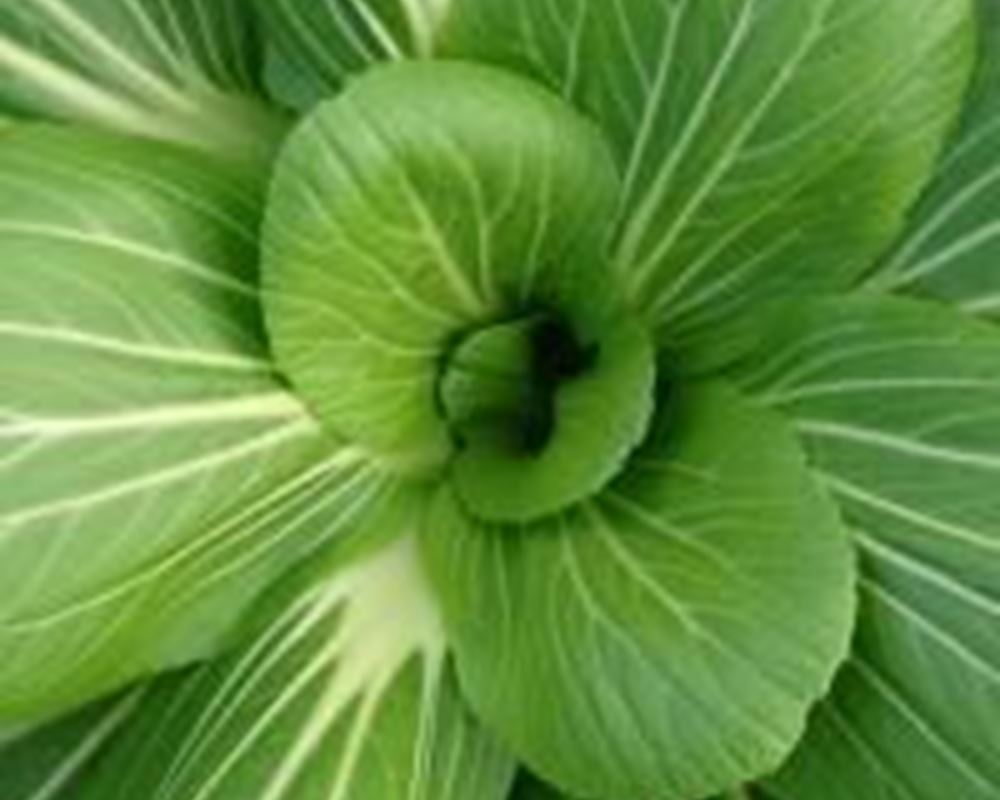 Pak Choi - Organic