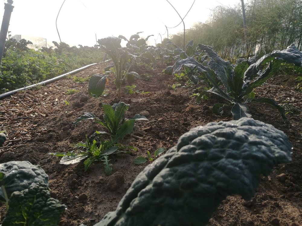 Cavolo Nero Kale