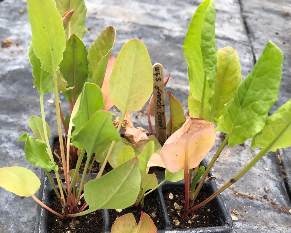 ( Plugs x6) Sorrel - French (Own Grown)