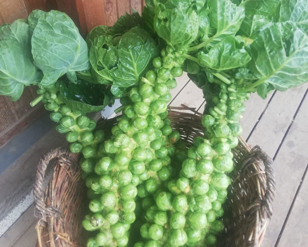 Brussels Sprout Stalk Organic