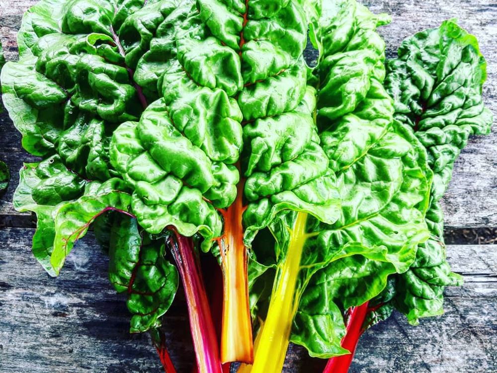 Rainbow Chard