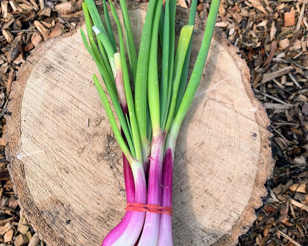 Spring Onions