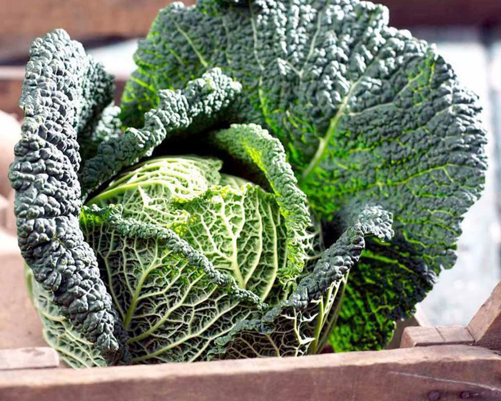 Organic Green Cabbage