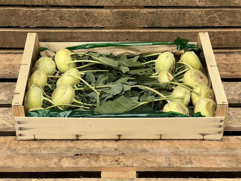 Organic Kohl Rabi Green 15 units