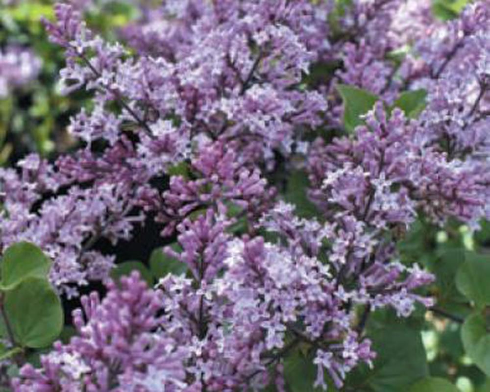 Lilac - Shrub forms (see description)