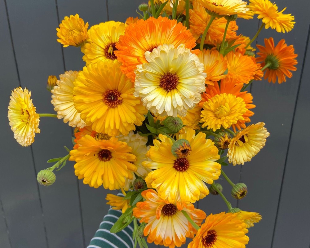 Calendula posy
