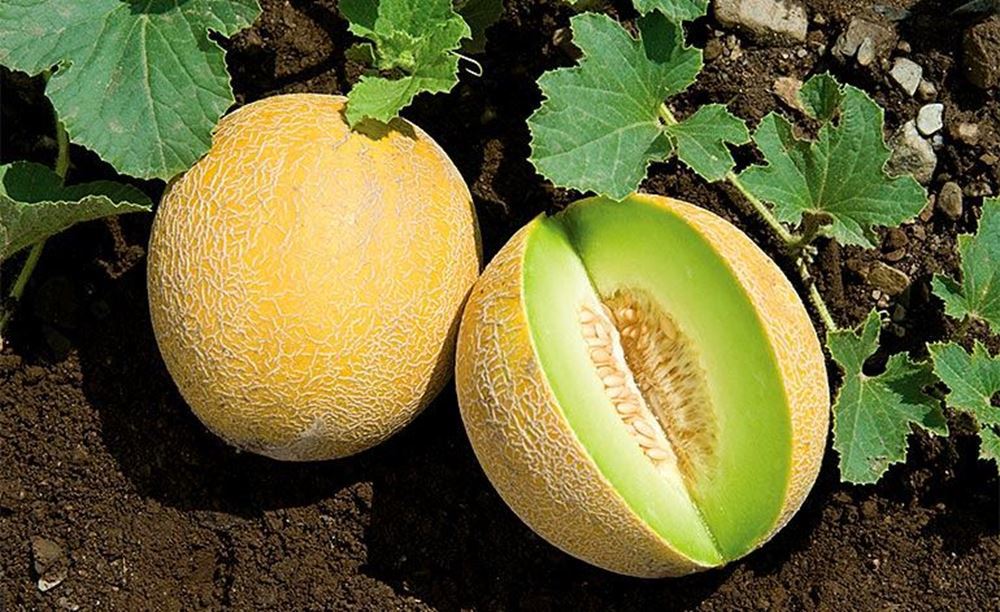 Melon Galia