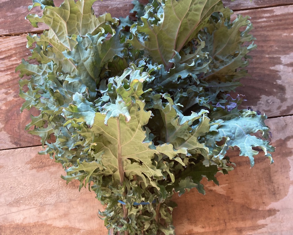 Kale - Red Russian