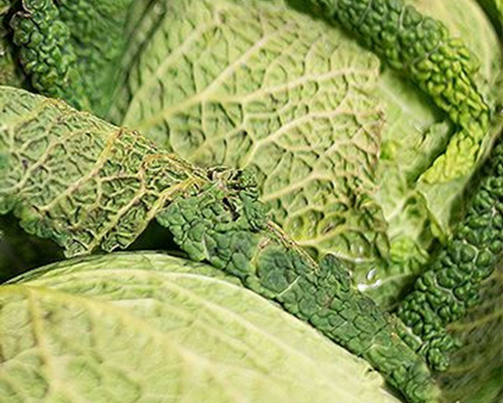 Cabbage (Savoy)