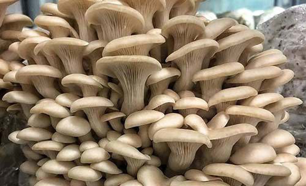 Organic Oyster Mushrooms