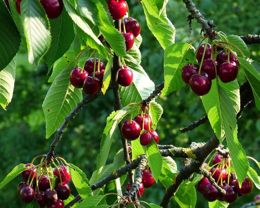 Regina Sweet Cherry Tree (Dwarf)