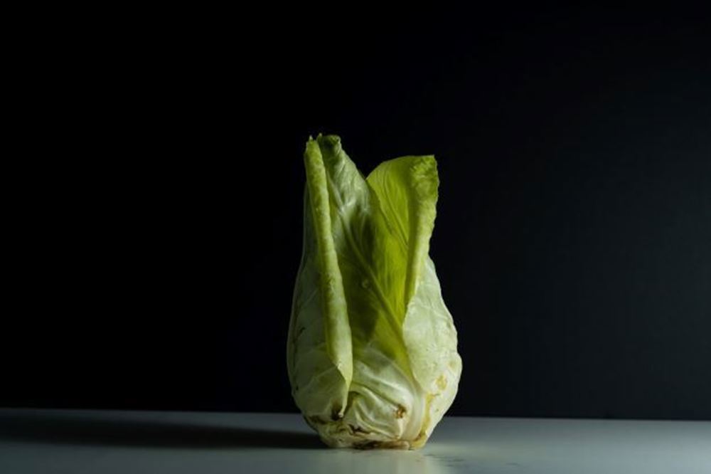 Pointed cabbage