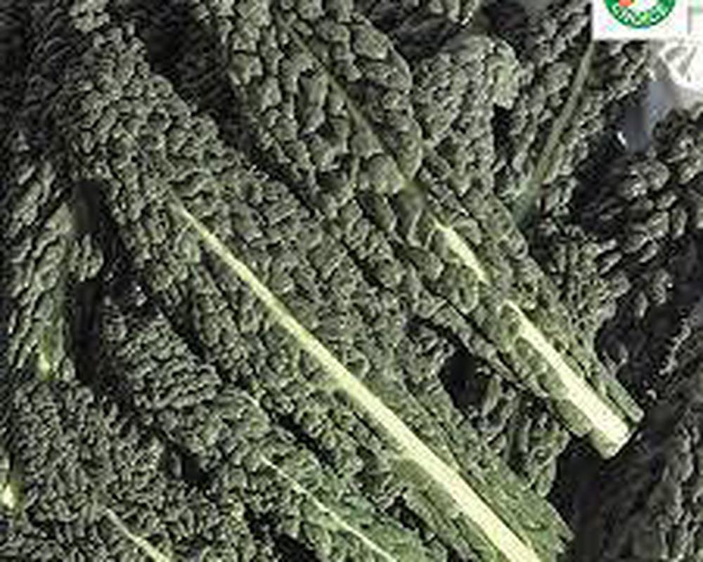 Kale - Organic Cavollo Nero