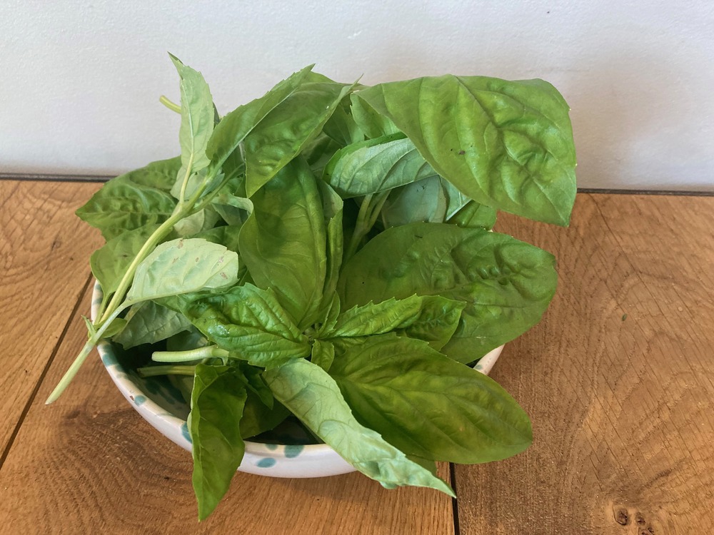 Basil