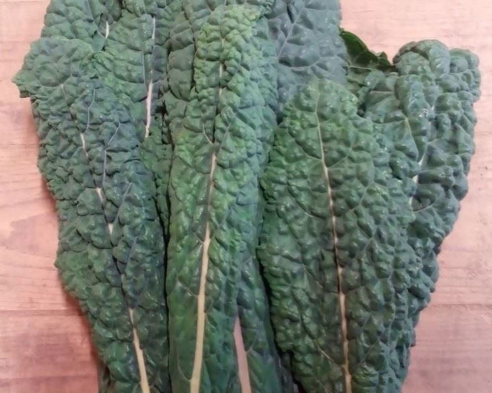 Kale- Cavolo Nero