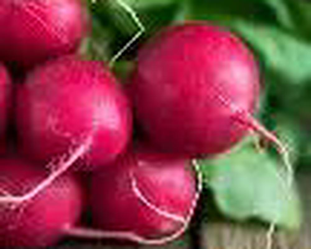 Radish bunch