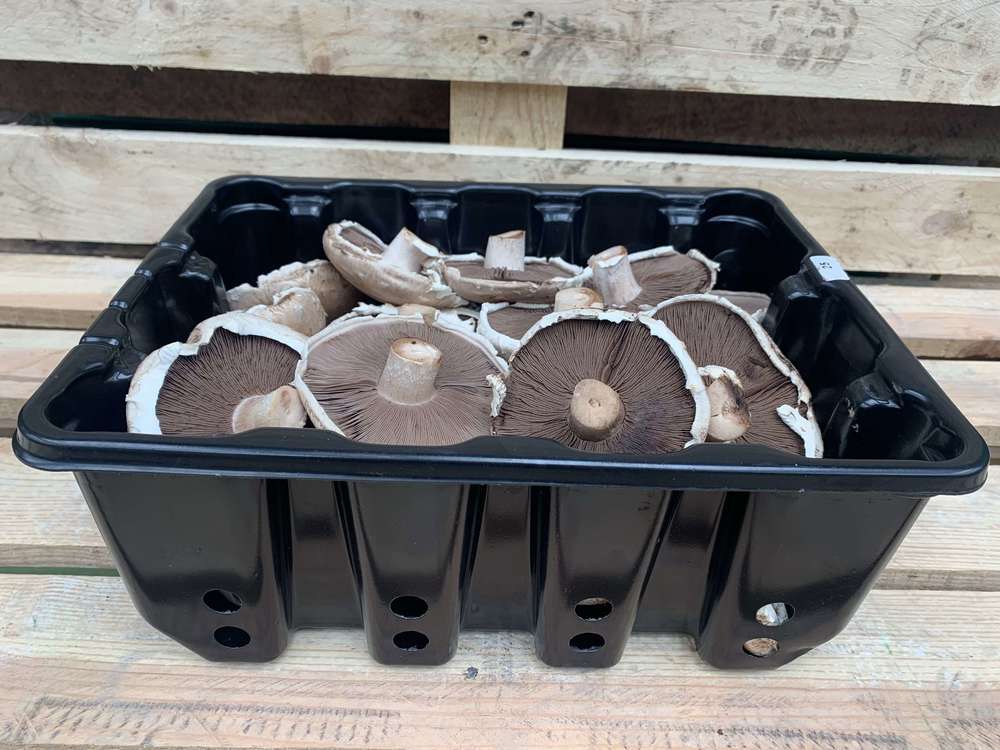 Mushrooms - Portobello