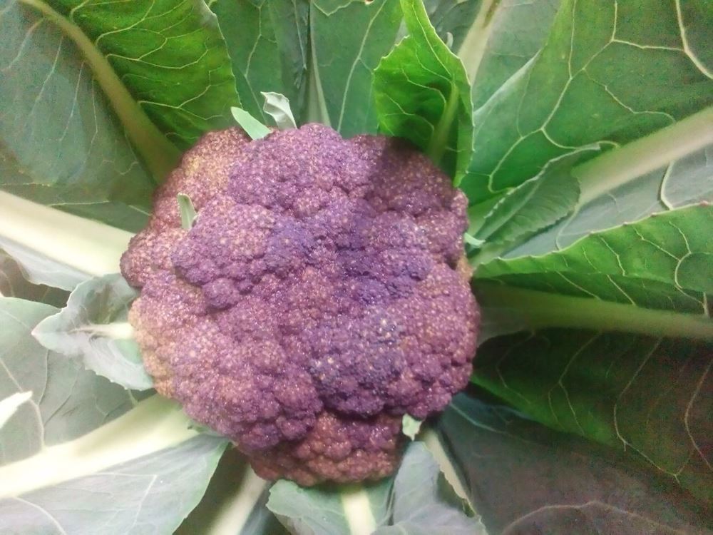 Cauliflower Purple/ Cape Broccoli