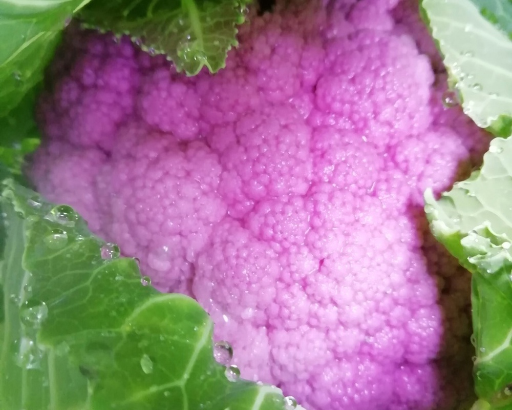 Cauliflower Purple