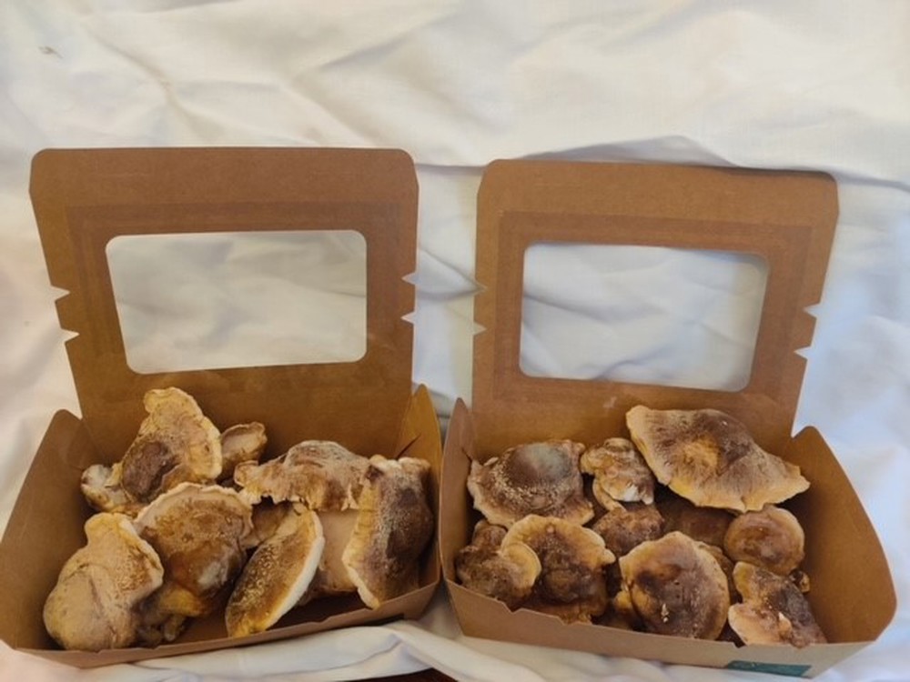 Shiitake Mushrooms