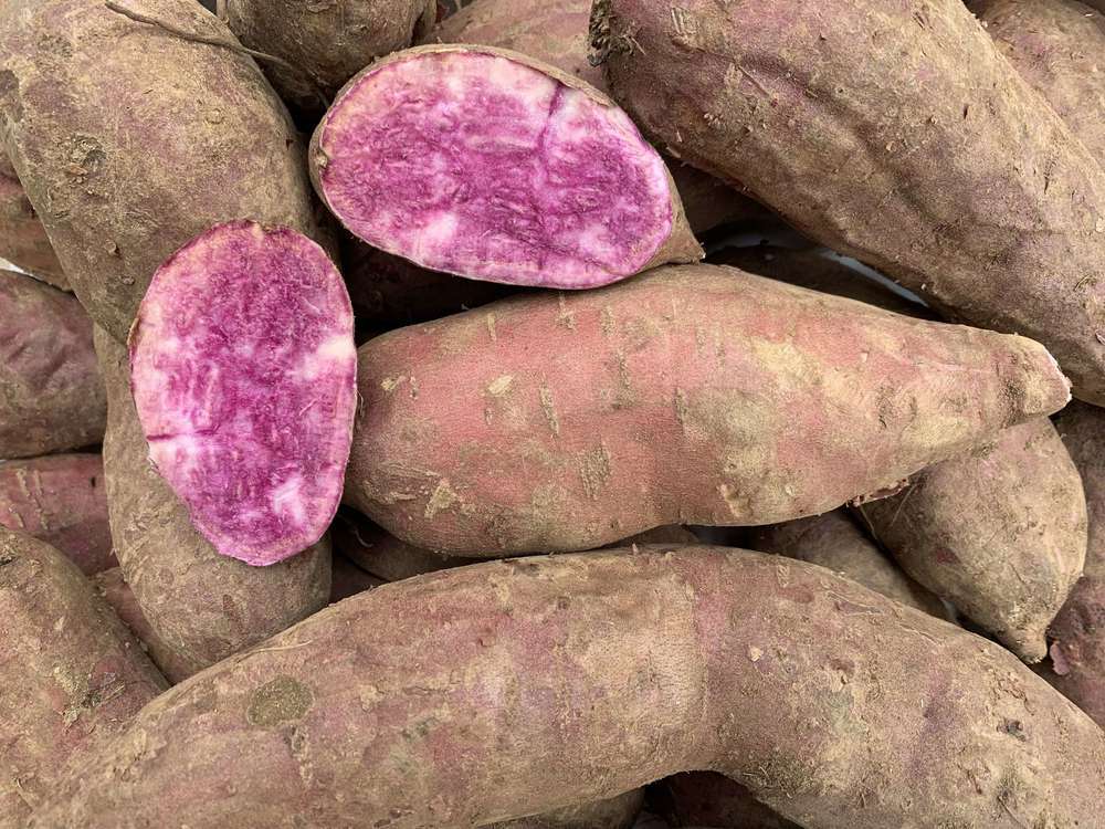 Sweet potato purple