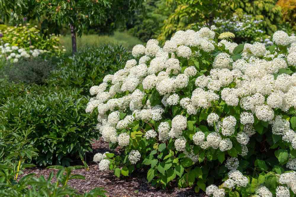 Hydrangea - Arborescens Incrediball
