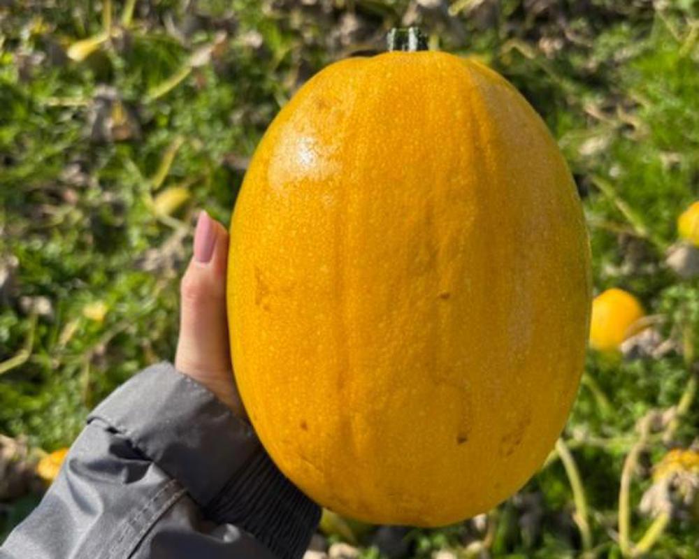 Spaghetti squash - organic