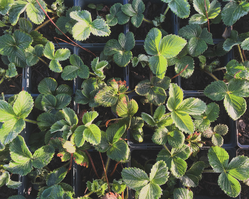 Strawberry plants