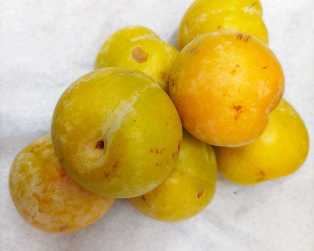 Plum Golden (500g)