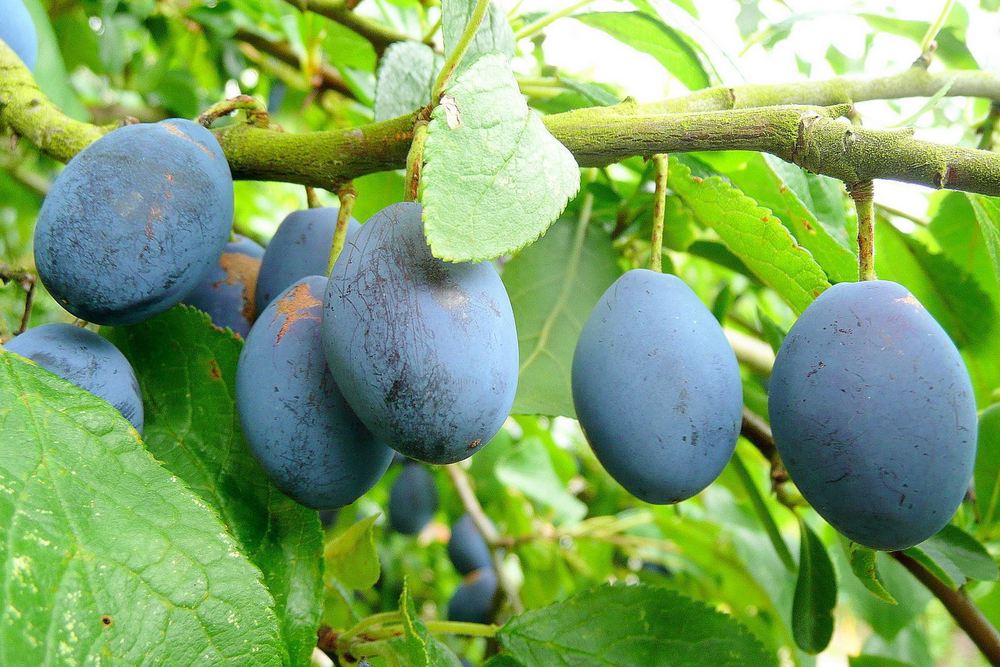 Damsons 2kg