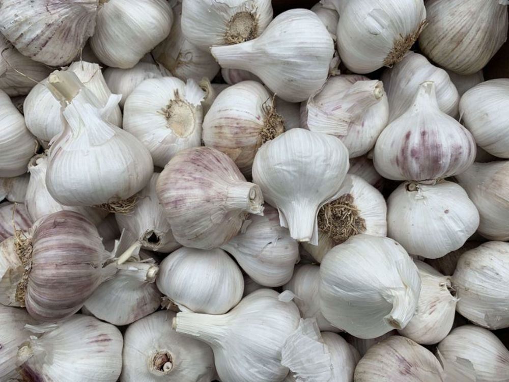 Garlic bulb (Spain)